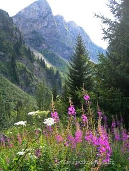 Haute-Savoie: Un jardin nature en montagne